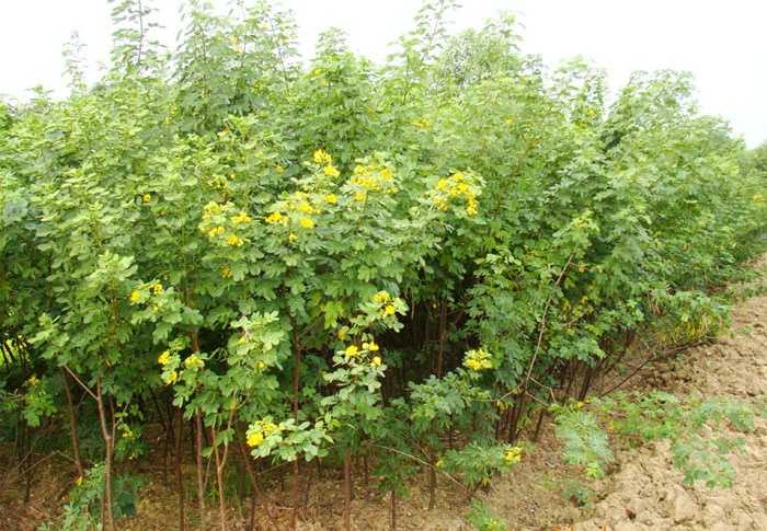 黃花槐的繁殖技術(shù)及園林應(yīng)用 黃花槐的繁殖技術(shù)及園林應(yīng)用
